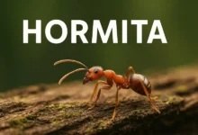 Hormita: Stories from the Heart of the Community