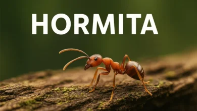 Hormita: Stories from the Heart of the Community