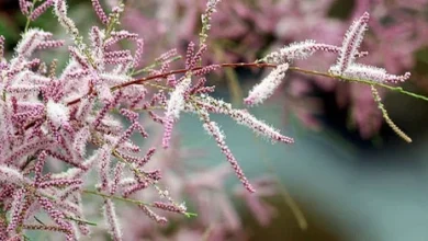 Ракитовица: Celebrating Heritage and Community