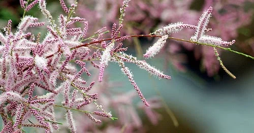 Ракитовица: Celebrating Heritage and Community